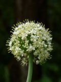 Смотреть изображение Allium cepa