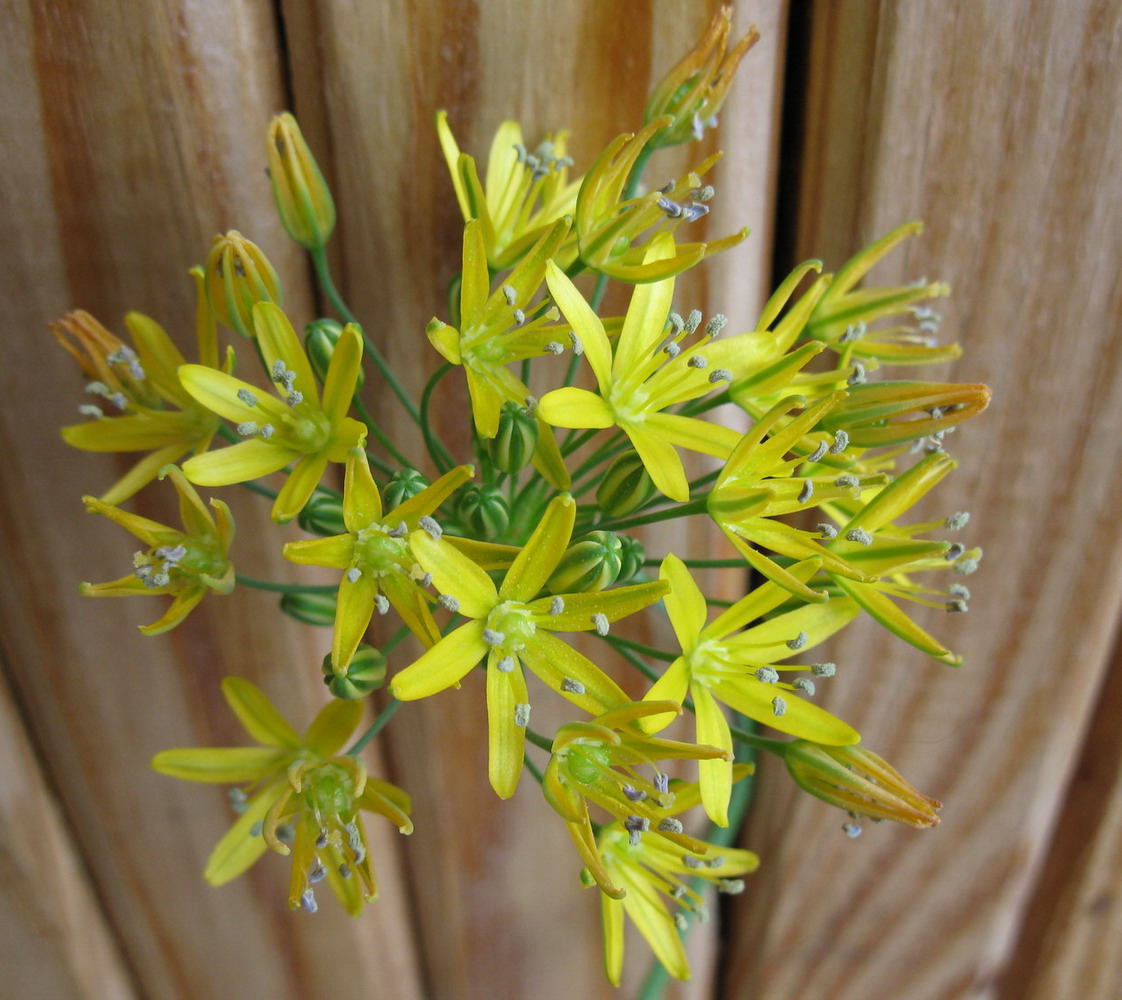 Image of Bloomeria crocea specimen.