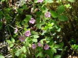 Rubus arcticus