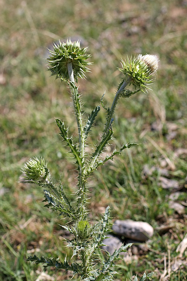 Изображение особи Carduus coloratus.