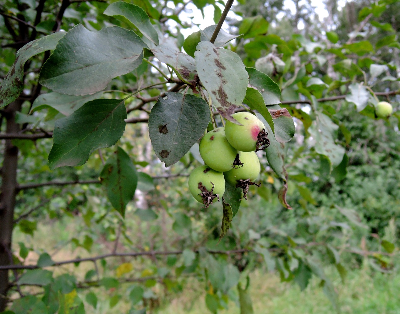 Image of Malus prunifolia specimen.