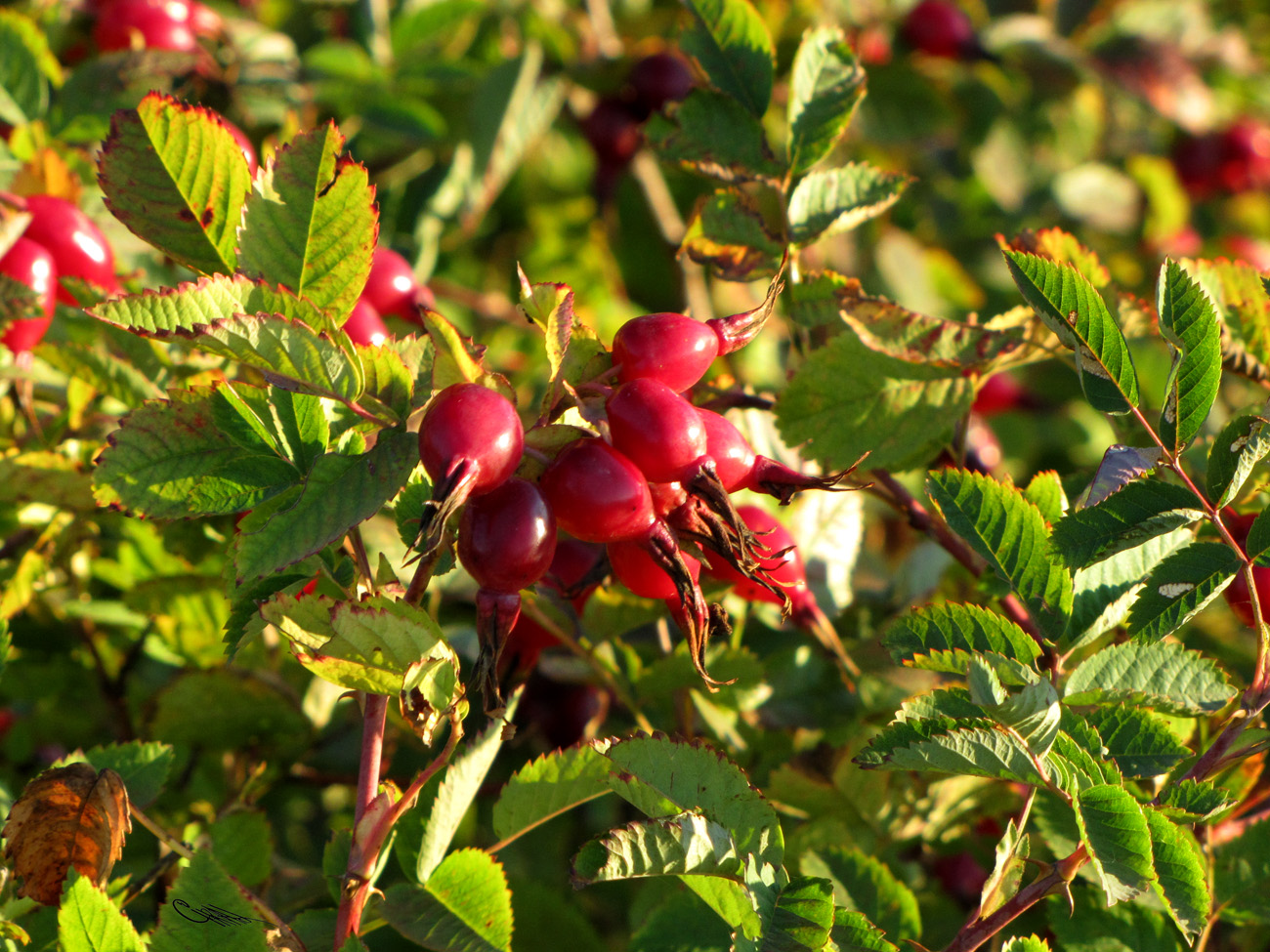 Image of Rosa laxa specimen.