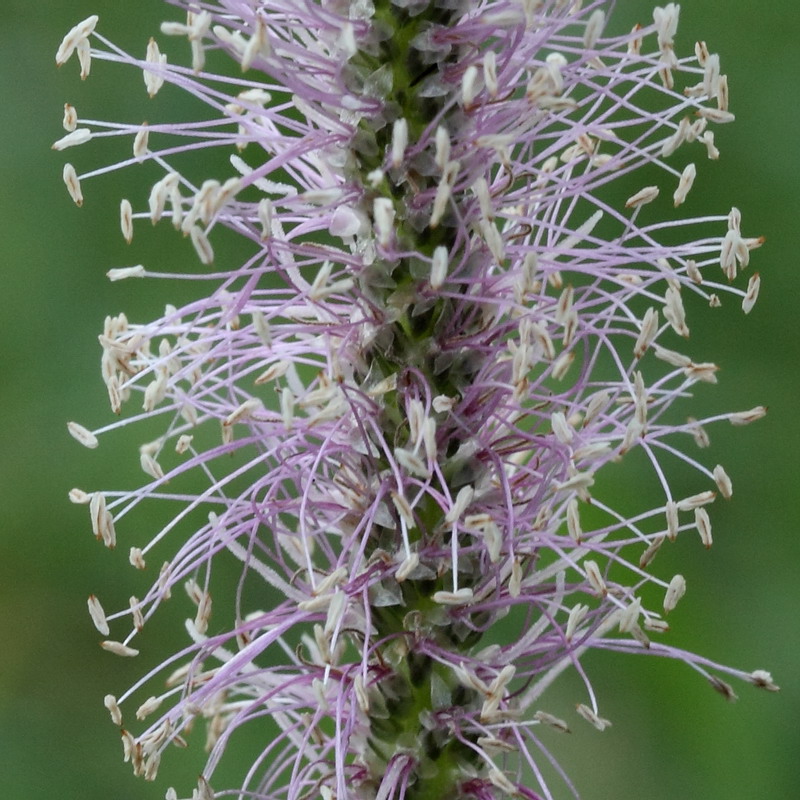 Image of Plantago media specimen.