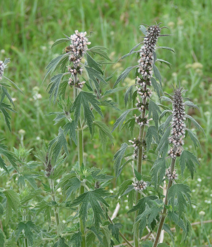 Изображение особи Leonurus quinquelobatus.