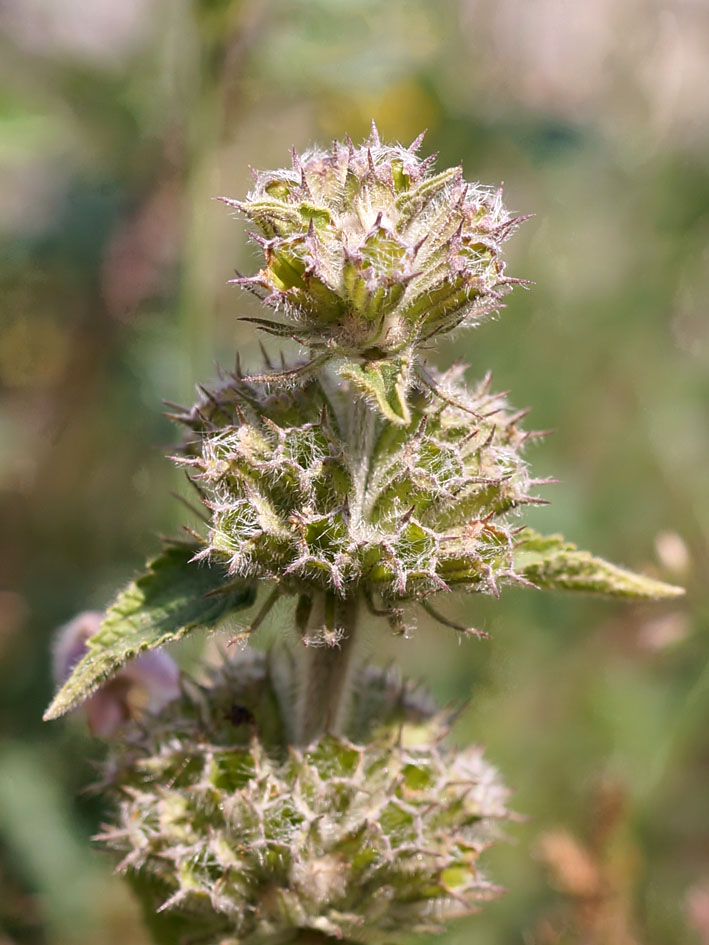 Image of Phlomoides oreophila specimen.