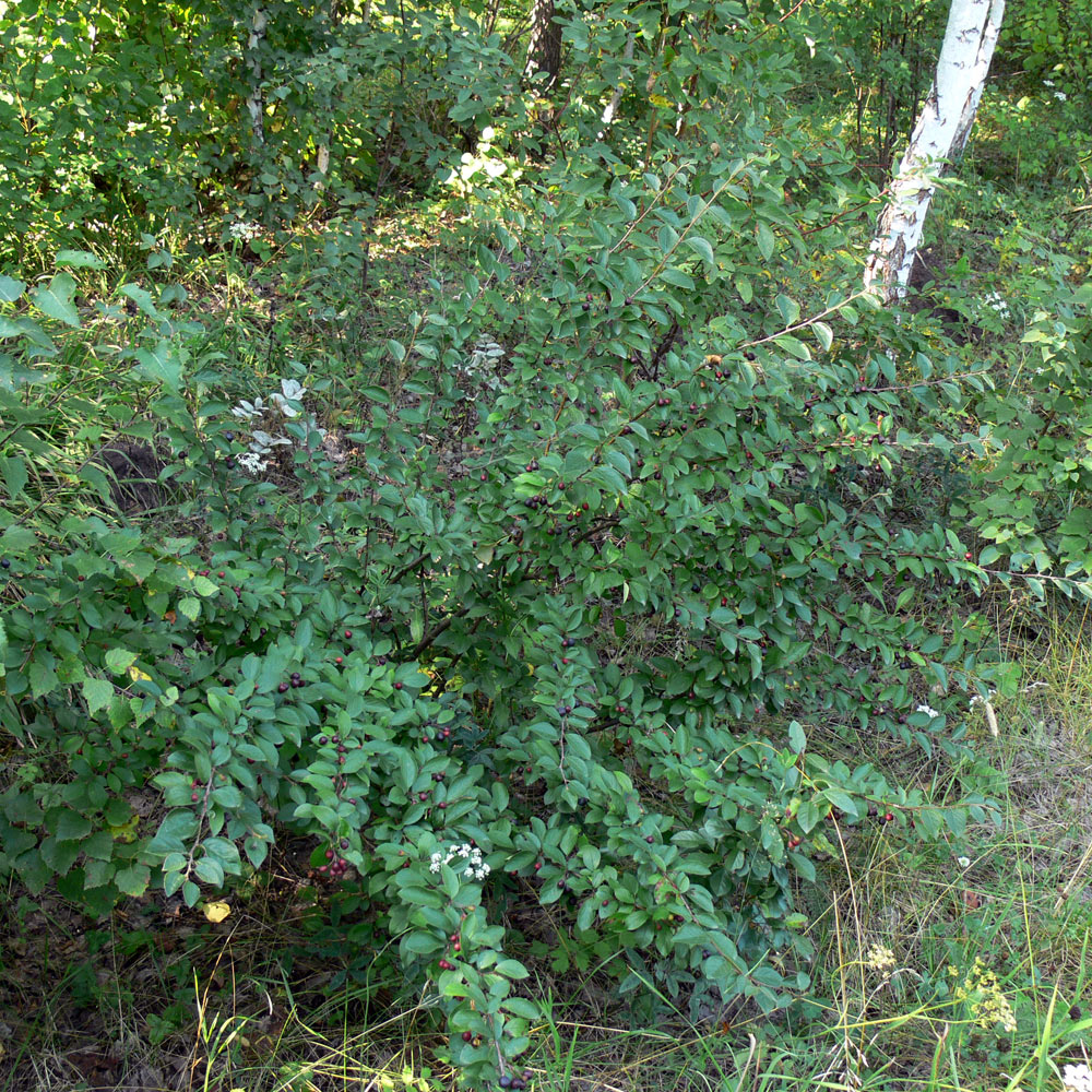 Image of Cotoneaster lucidus specimen.