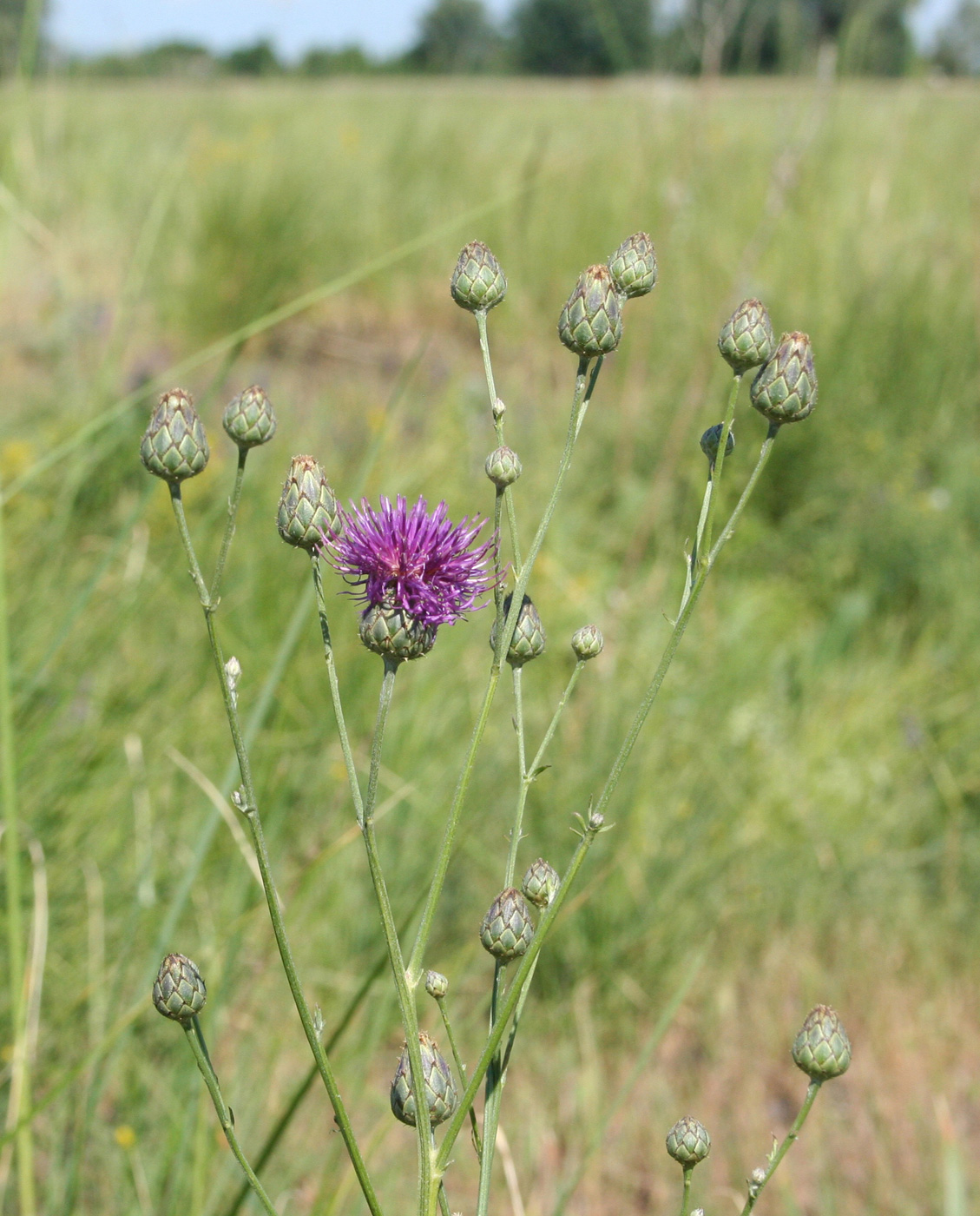 Изображение особи Centaurea adpressa.