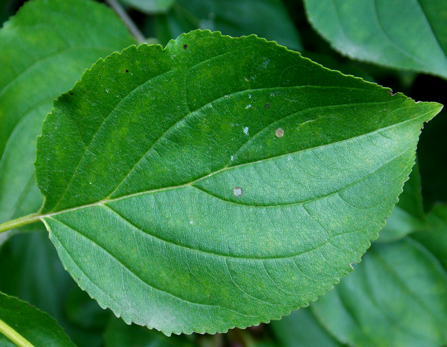 Image of Rhamnus cathartica specimen.