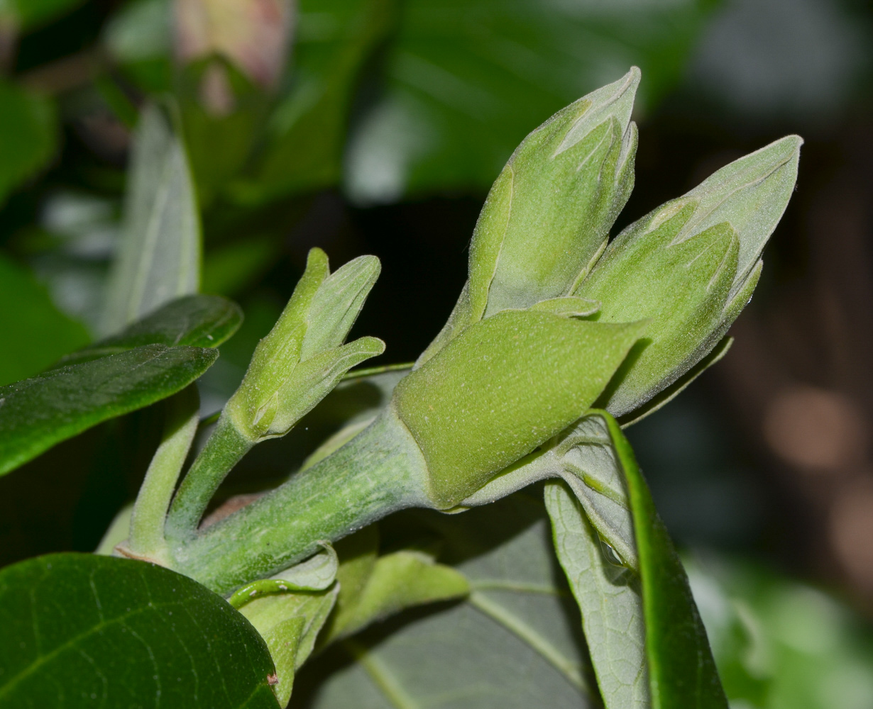 Image of Hibiscus elatus specimen.