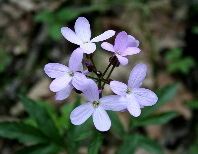 Изображение особи Cardamine quinquefolia.