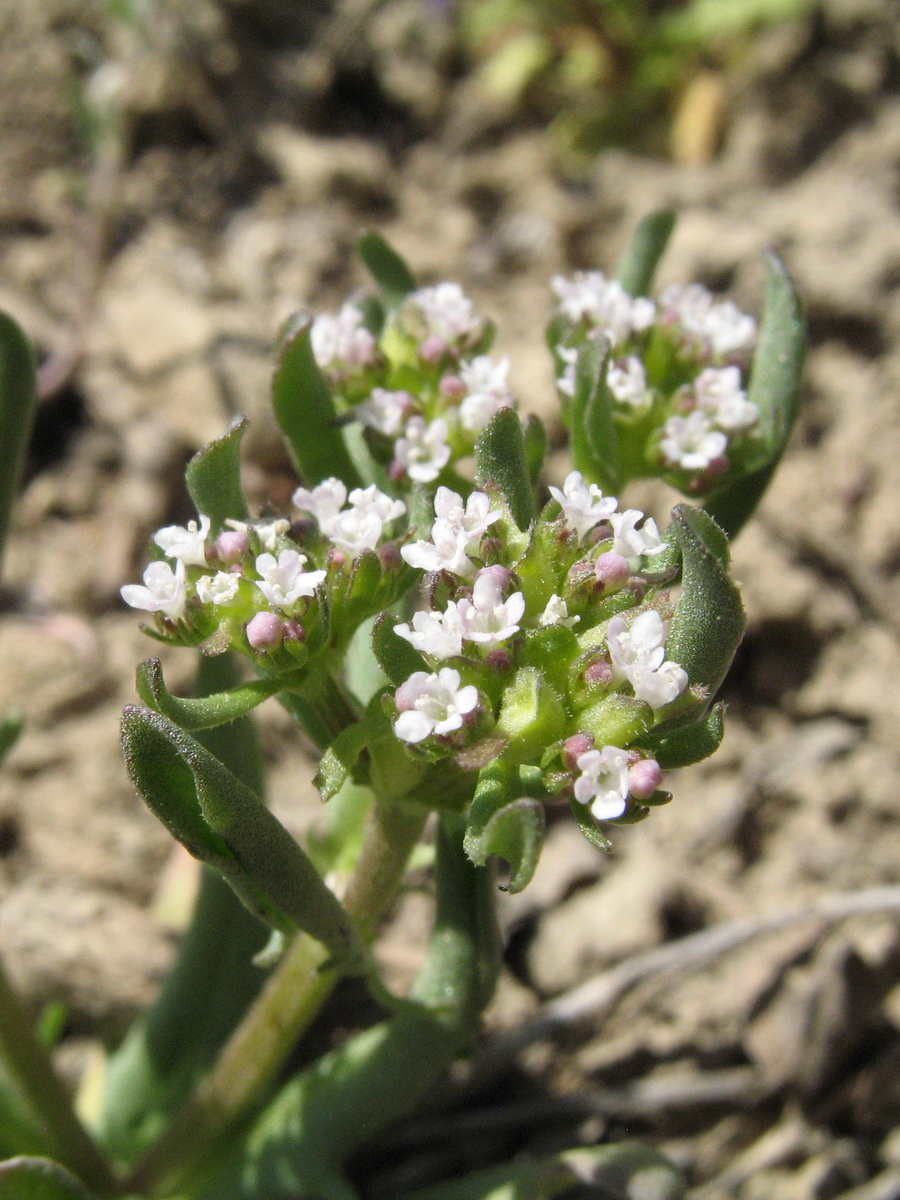 Изображение особи Valerianella szovitsiana.