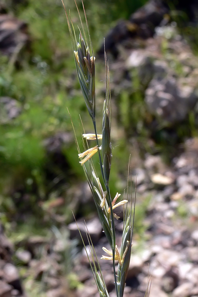 Image of Elytrigia reflexiaristata specimen.