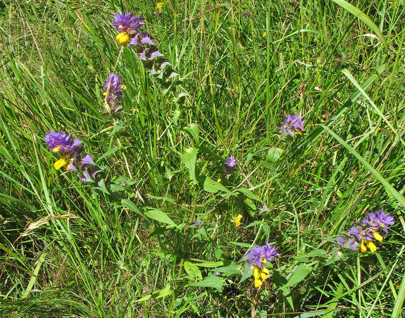 Image of Melampyrum polonicum specimen.