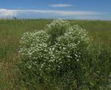 Crambe aspera. Цветущее растение. Крым, западное побережье, мыс Лукулл, степь. 15 мая 2016 г.