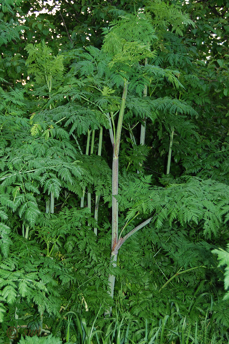 Изображение особи Conium maculatum.