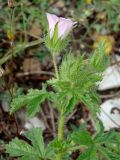 Malva setigera