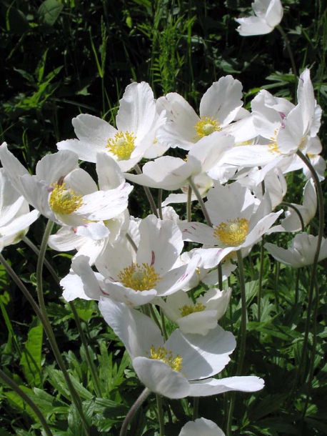 Image of Anemone sylvestris specimen.