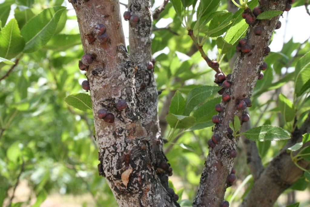 Изображение особи Amygdalus communis.