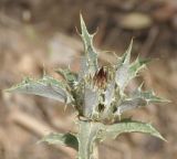 Carlina lanata