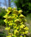 Orchis punctulata