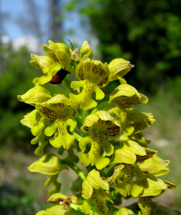 Изображение особи Orchis punctulata.