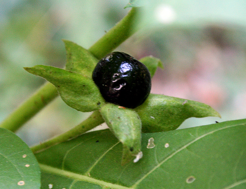 Image of Atropa bella-donna specimen.