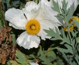 Romneya coulteri. Верхушка побега и цветок. Израиль, Шарон, пос. Кфар Монаш, ботанический сад \"Хават Ганой\". 30.05.2016.