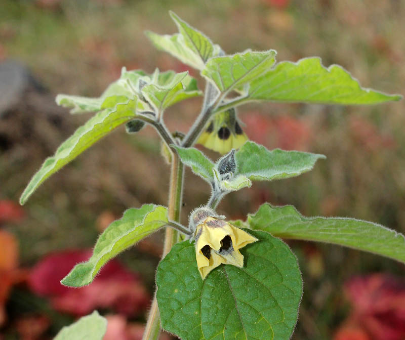 Изображение особи Physalis peruviana.