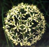 Allium decipiens. Соцветие (вид сверху). Украина, Донецкая обл., Володарский р-н, заповедник \"Каменные Могилы\". 1 июня 2002 г.