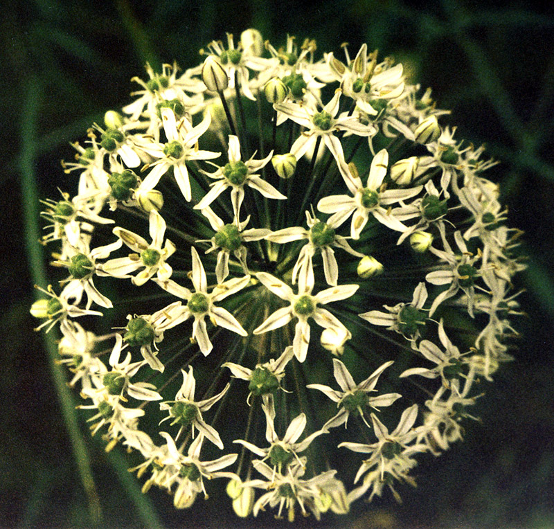 Изображение особи Allium decipiens.