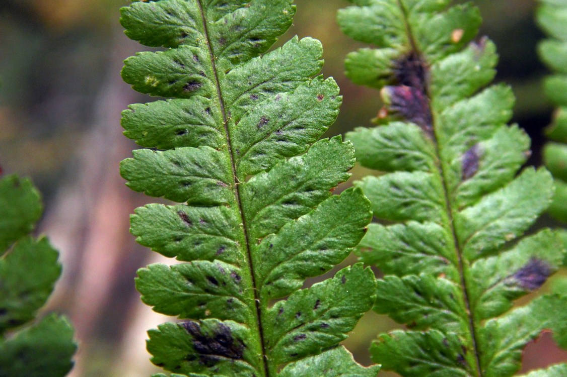 Image of Dryopteris filix-mas specimen.