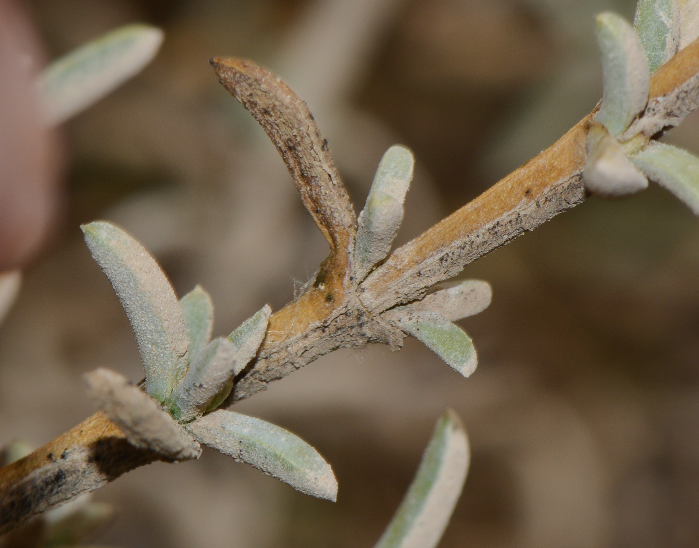 Изображение особи Salsola oppositifolia.