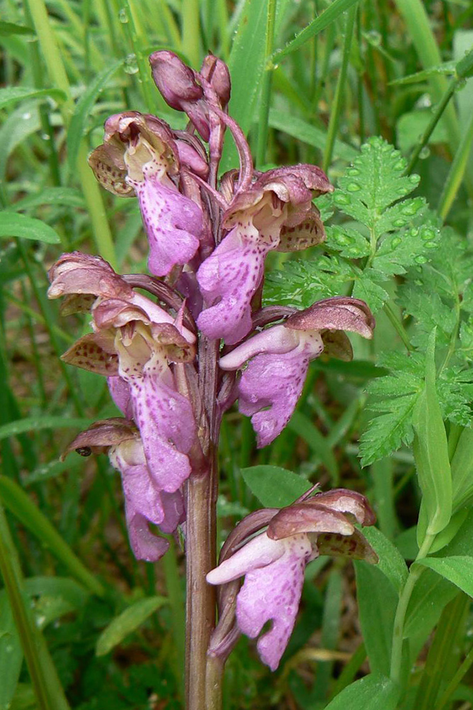 Image of Orchis spitzelii specimen.