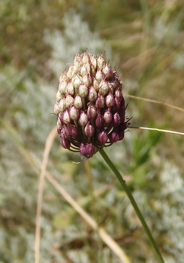 Image of Allium sphaerocephalon specimen.