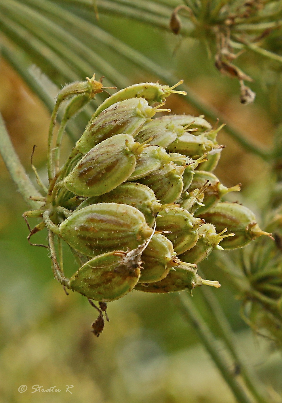 Image of Heracleum mantegazzianum specimen.