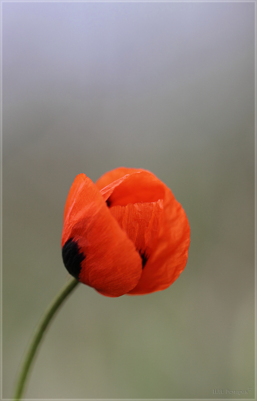 Image of Papaver stevenianum specimen.