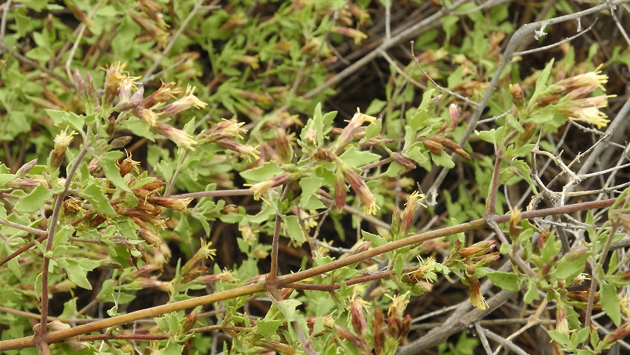 Image of Austrobrickellia patens specimen.