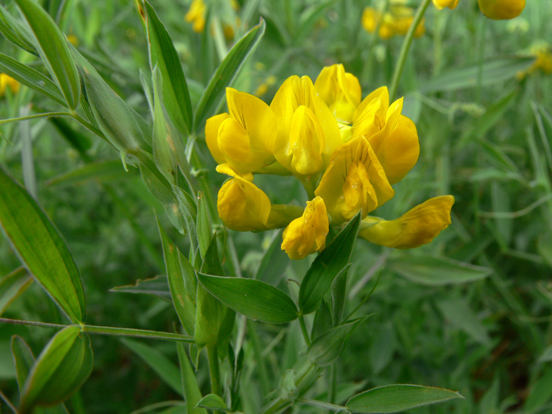 Image of Lathyrus pratensis specimen.