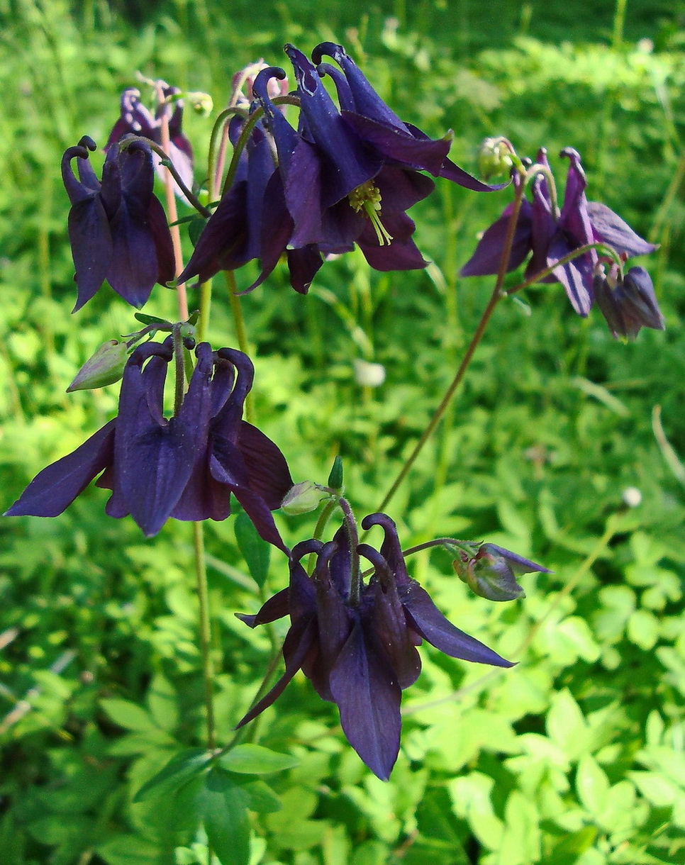 Image of Aquilegia vulgaris specimen.