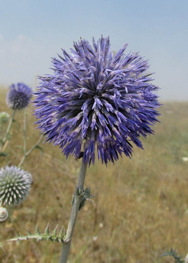 Изображение особи Echinops ritro.