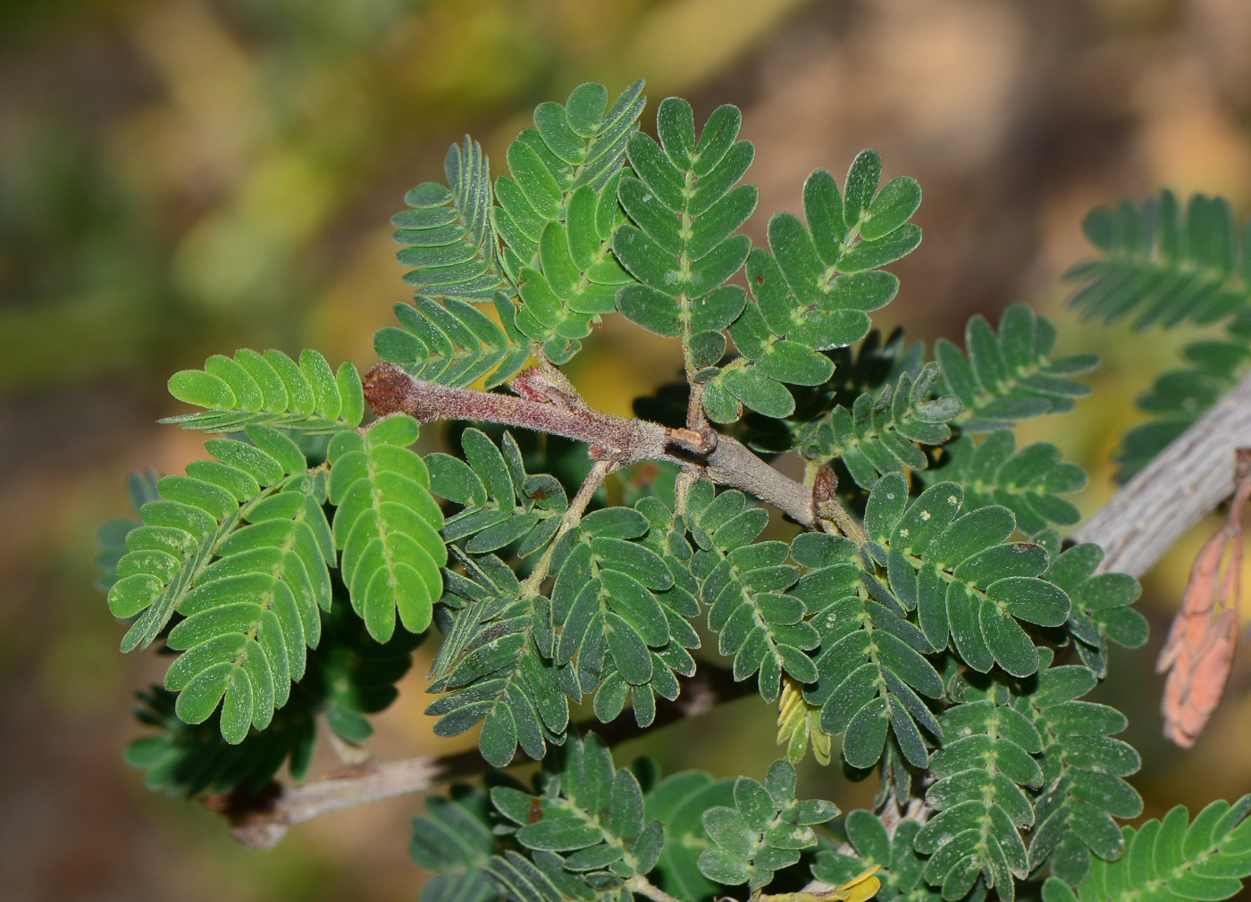 Image of Calliandra californica specimen.