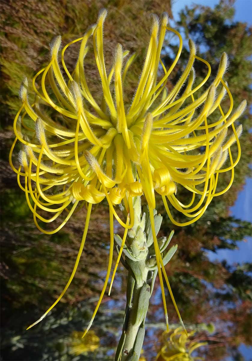 Image of Leucospermum reflexum specimen.