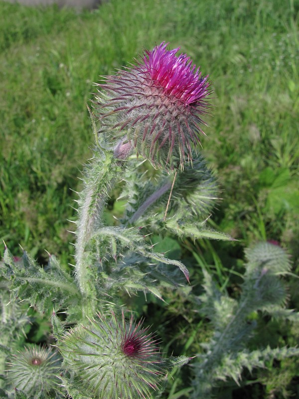 Изображение особи Carduus uncinatus ssp. davisii.