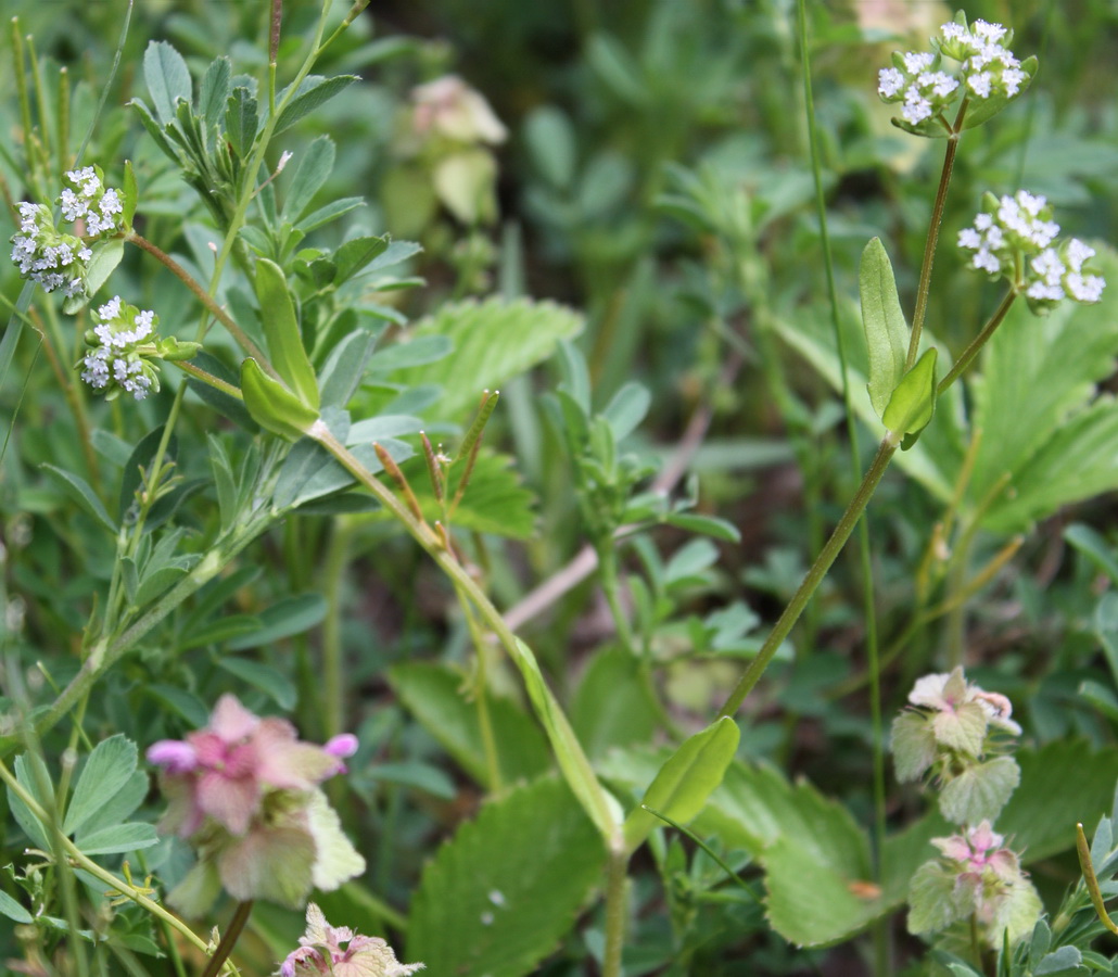 Image of Valerianella turgida specimen.