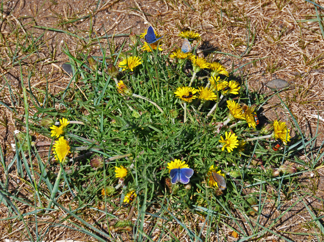 Image of genus Taraxacum specimen.