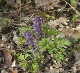 Ajuga orientalis. Цветущее растение. Крым, Бахчисарайский р-н, окр. пещерного г. Эски-Кермен, лес по дороге к пещерному монастырю Шулдан. 04.05.2009.