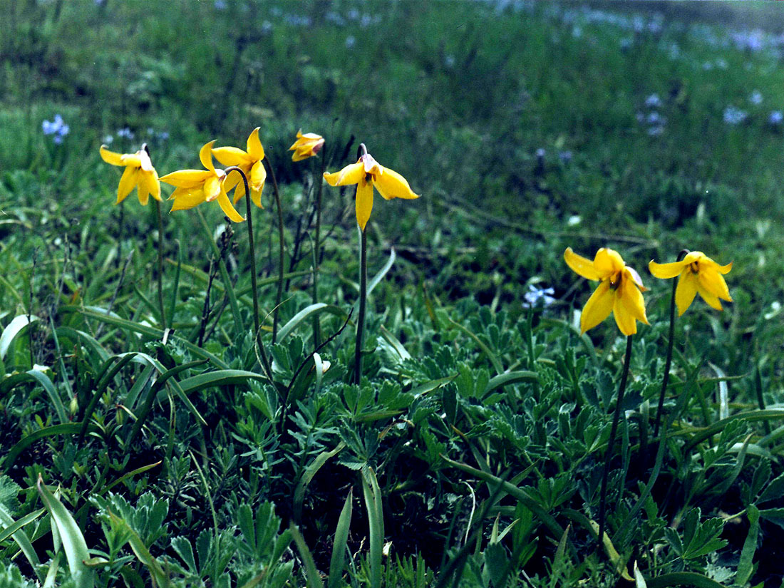 Image of Tulipa biebersteiniana specimen.