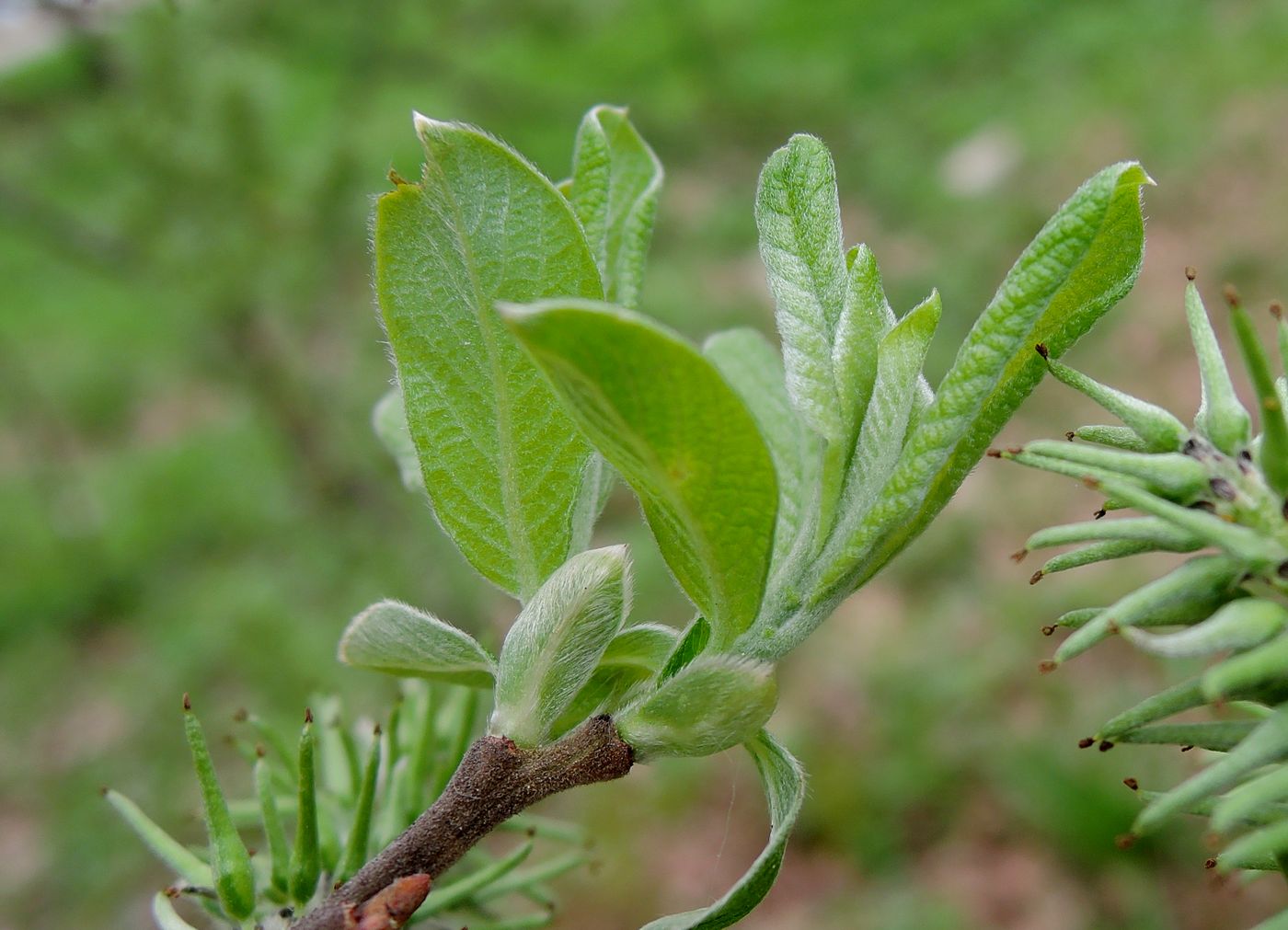 Image of Salix cinerea specimen.