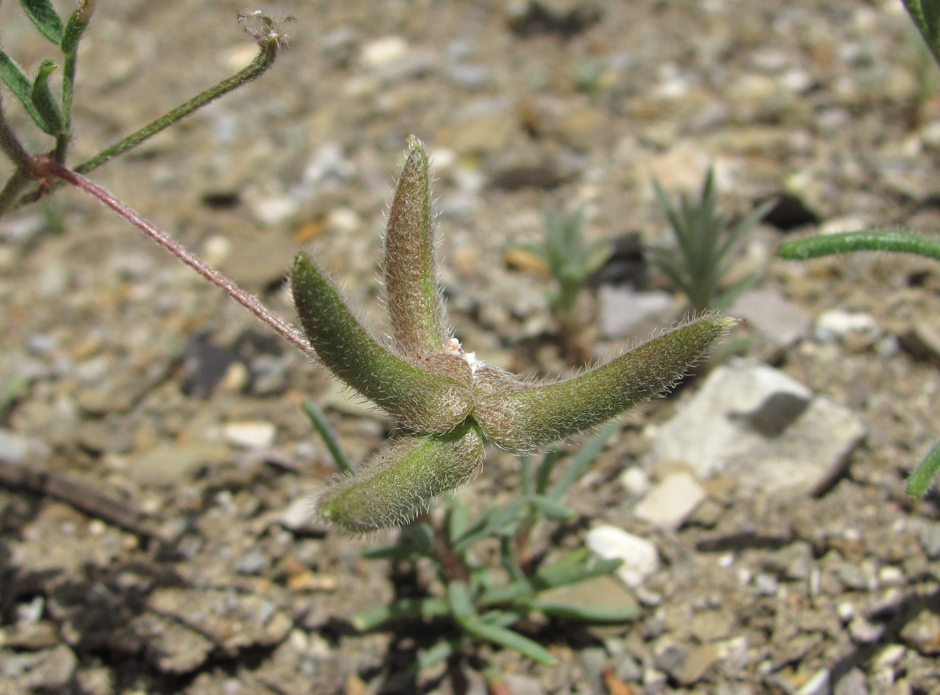 Изображение особи Astragalus asterias.