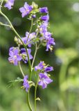 Polemonium caeruleum